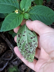 Puccinia komarovii