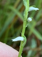 Spiranthes ovalis
