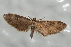 Eupithecia signigera
