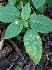 Puccinia komarovii