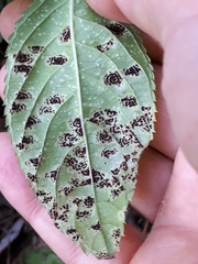 Puccinia komarovii