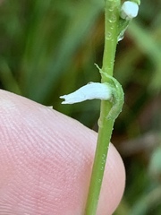 Spiranthes ovalis