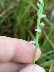 Spiranthes ovalis