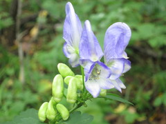 Aconitum axilliflorum