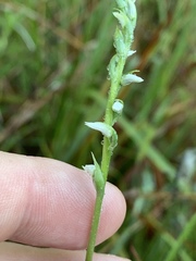 Spiranthes ovalis