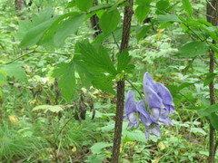 Aconitum axilliflorum