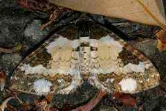 Melanthia procellata inquinata