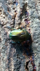 Pseudotorynorrhina japonica