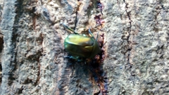 Pseudotorynorrhina japonica