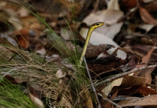 Common Tree Snake sighting