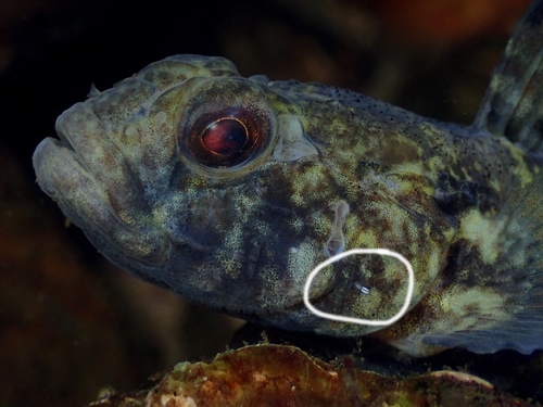 Taeniacanthus