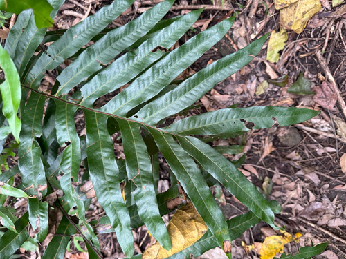 Drynaria sparsisora, photograph 6