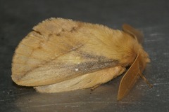 Euthrix potatoria bergmani