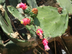 Opuntia