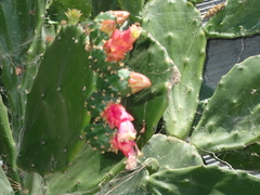Opuntia