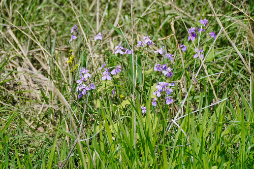 Image of Orychophragmus violaceus by (c) WATANABE Hitoshi 渡辺仁, some rights reserved (CC BY)