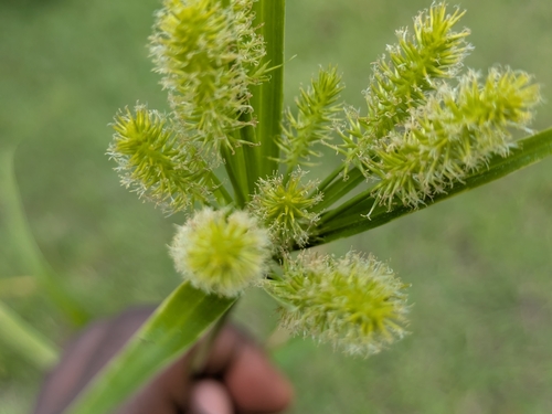 Pacific island flatsedge