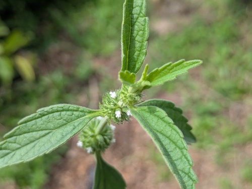 Whitewort
