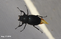 Lucanus
