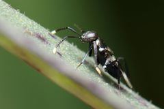 Homalotylus