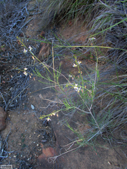 Heliophila cornuta cornuta