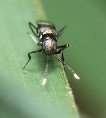 Homalotylus