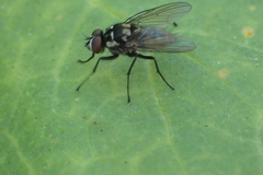 Diptera