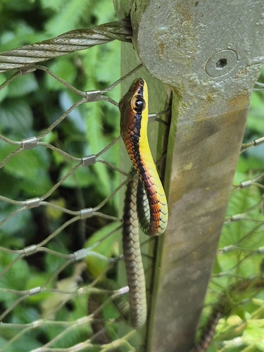 Kopstein's Bronzeback