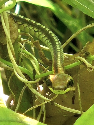 Kopstein's Bronzeback
