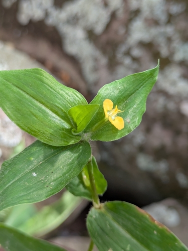 Clinging Aneilema