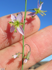 Heliophila cornuta cornuta