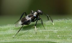Homalotylus
