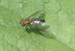 Condylostylus longicornis