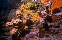 Halisarca australiensis