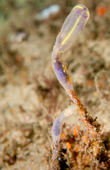 Clavelina meridionalis
