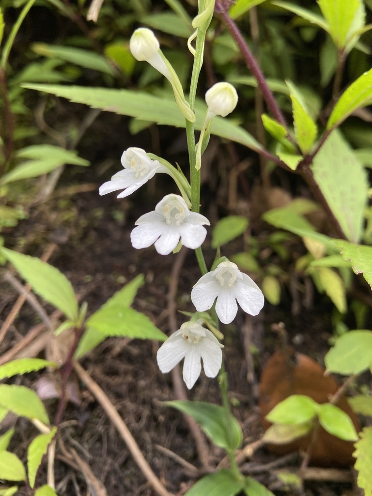 Habenaria loerzingii (Habenaria loerzingii)