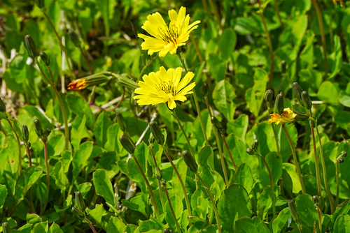 Image of Ixeris japonica by (c) WATANABE Hitoshi 渡辺仁, some rights reserved (CC BY)
