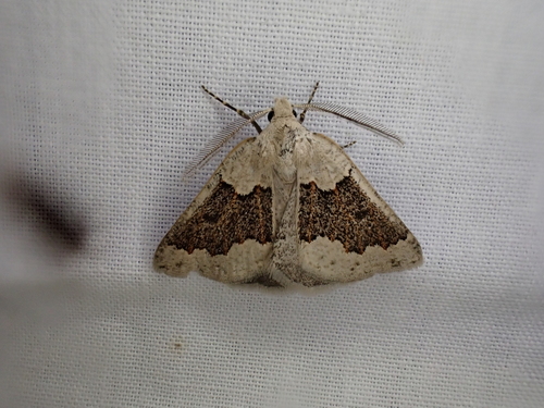 Broken-banded Cape-moth