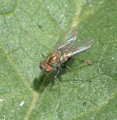 Diptera