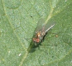 Diptera