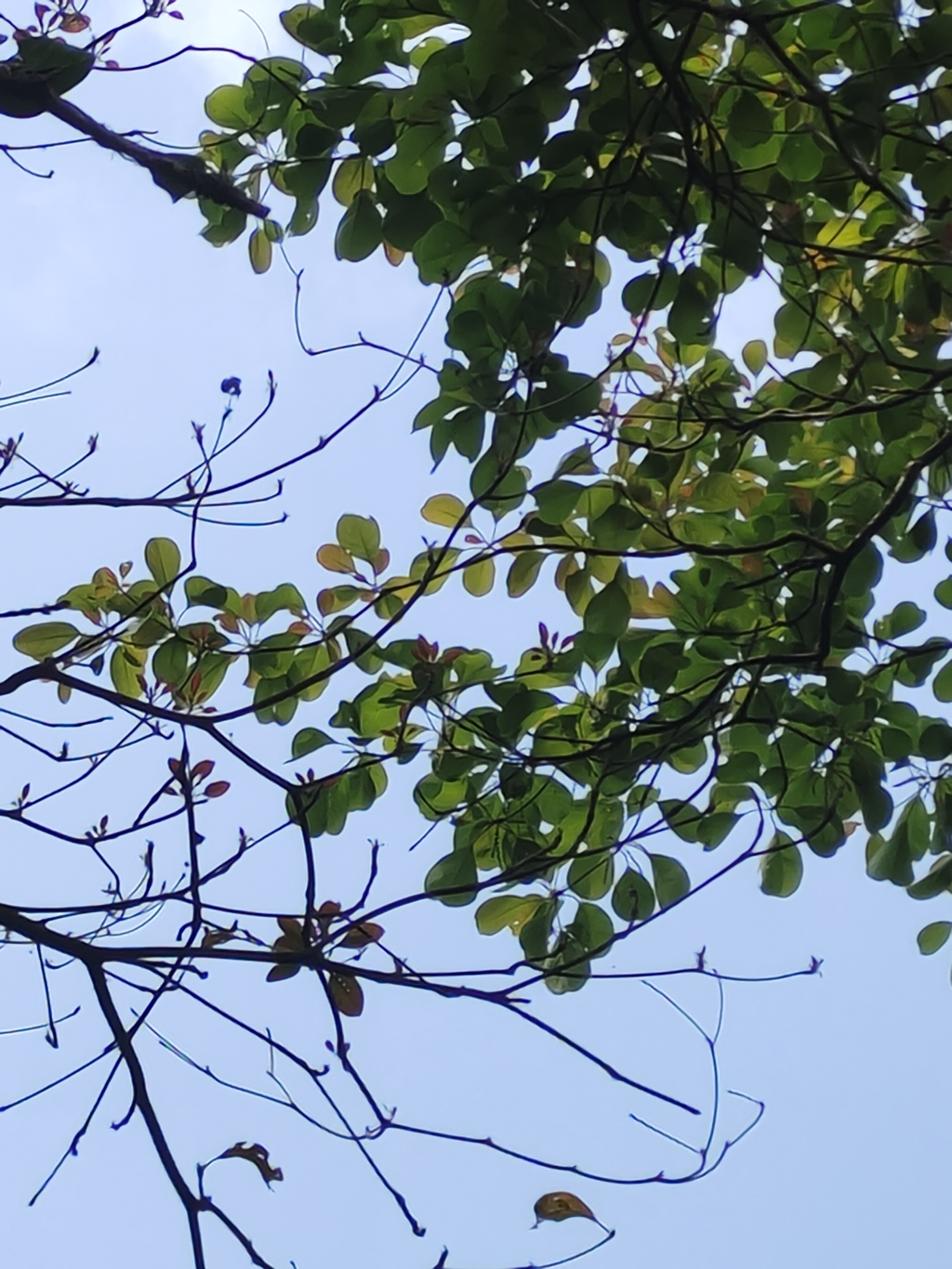 Imagem de Barro-longo