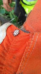 Gasteracantha cancriformis