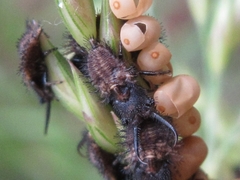 Libelloides sibiricus sibiricus