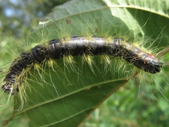 Phalera flavescens