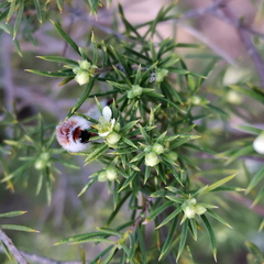 Diosma acmaeophylla