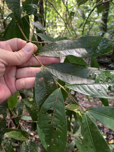 Syzygium cryptophlebium, 2025-04-03
