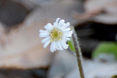 Lagenophora platysperma