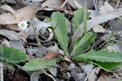 Lagenophora platysperma