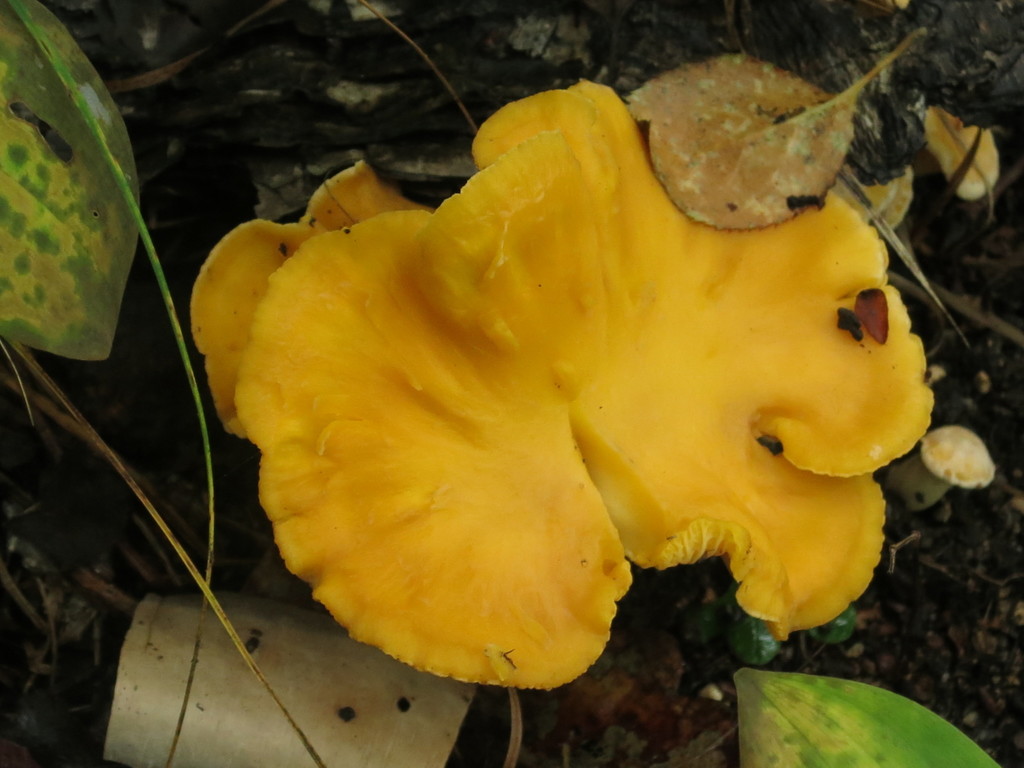 Cantharellus cibarius · August 2019 · photo: © repta (iNaturalist, cc-by)