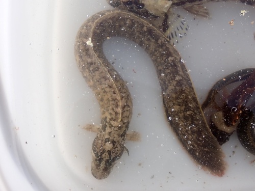 Ribbed gunnel (Dictyosoma burgeri) — Stichaeidae — 5